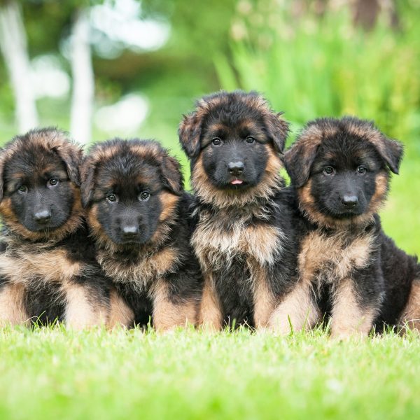 4 Things to Know About German Shepherd Puppies ...