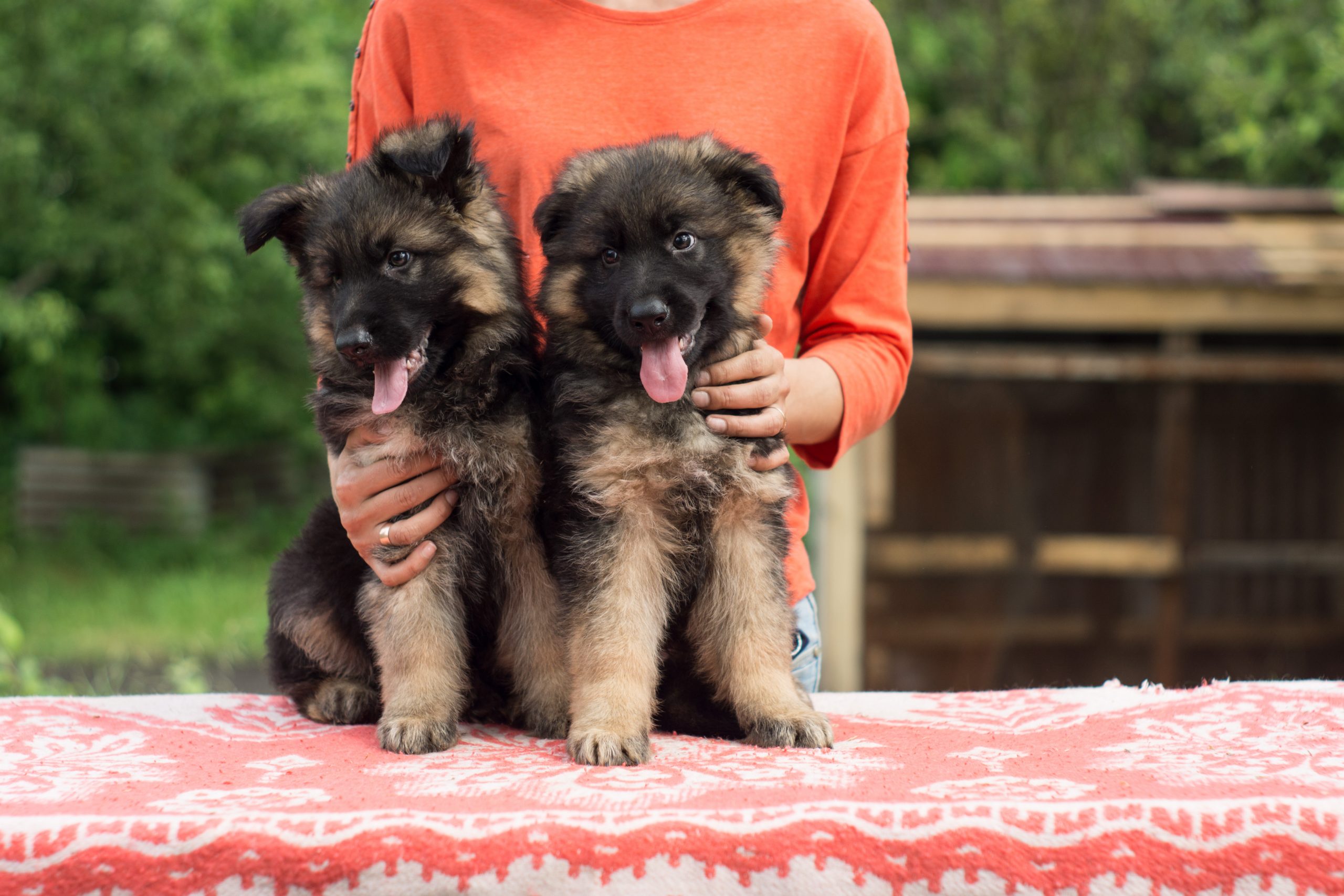 4 Tips To Get A German Shepherd Puppy To Stop Biting ...