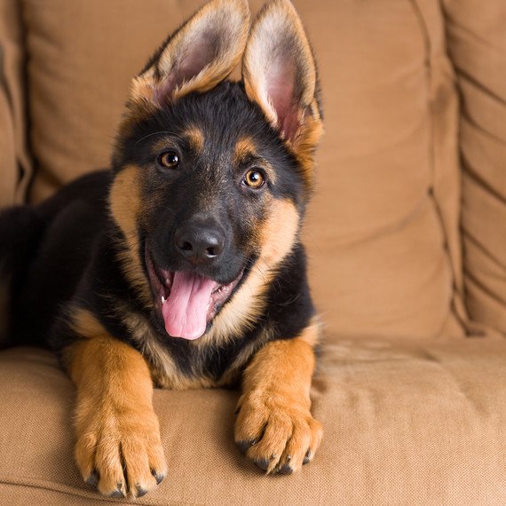 4 Ways to Make Your New Pet Immediately Feel at Home ...