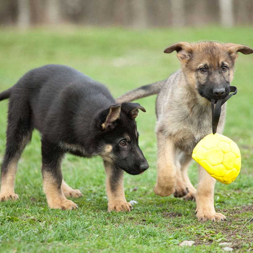 40 Best Images King Shepherd Puppies For Sale In California