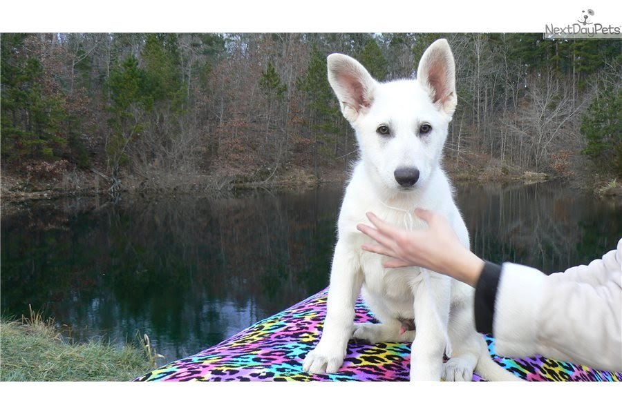 42 Best Pictures White German Shepherd Puppies Houston : German ...
