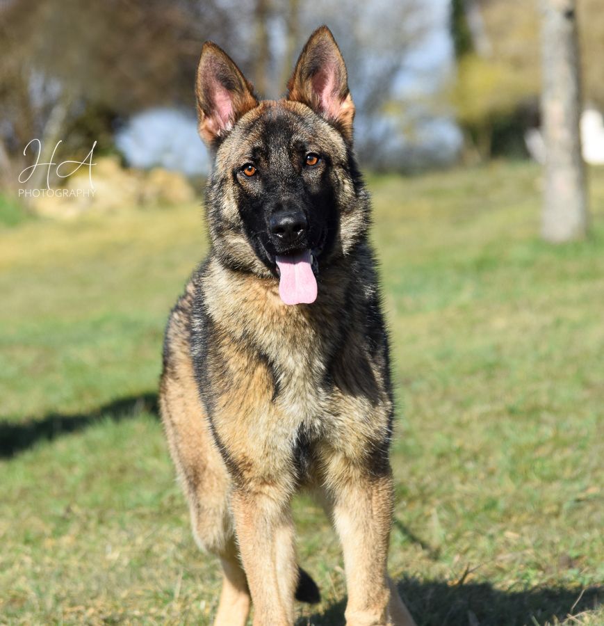 44 Best Pictures King German Shepherd Puppies For Sale In Texas ...