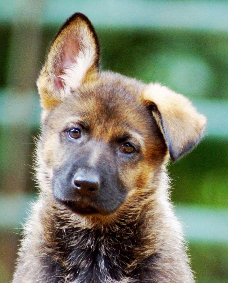 47 Best Pictures German Shepherd Puppies Syracuse Ny / German Shepherds ...