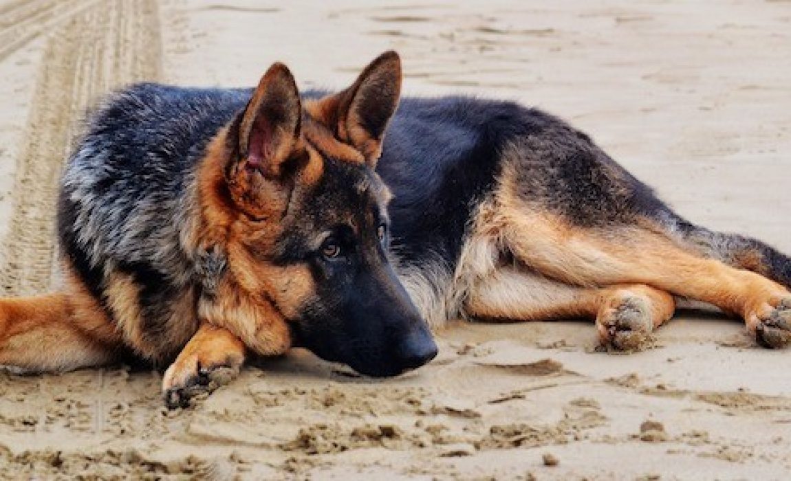 5 Best Dog Foods For German Shepherds: Only the Best for GSDs!
