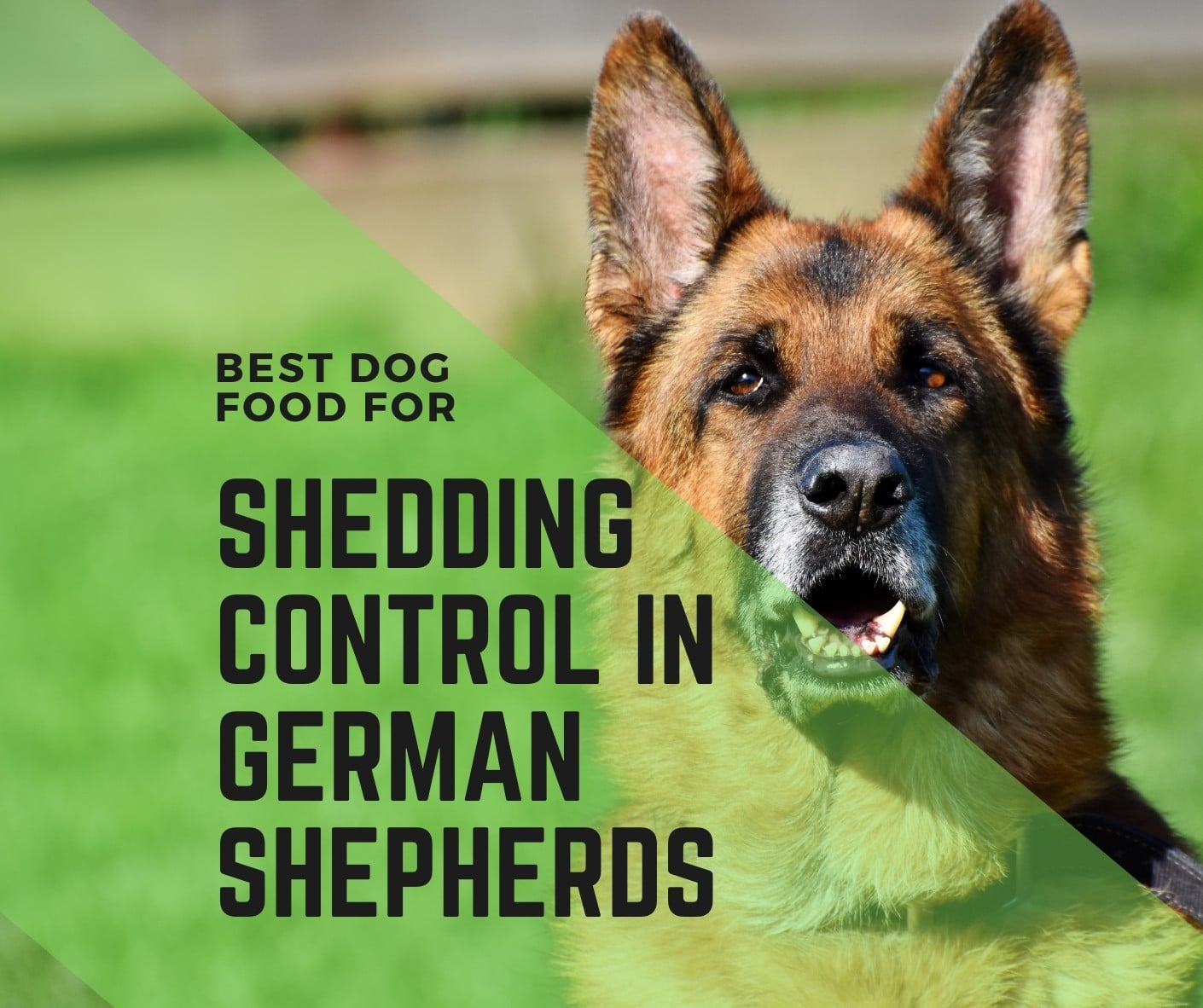 5 Best Dog Foods for Shedding Control in 2021
