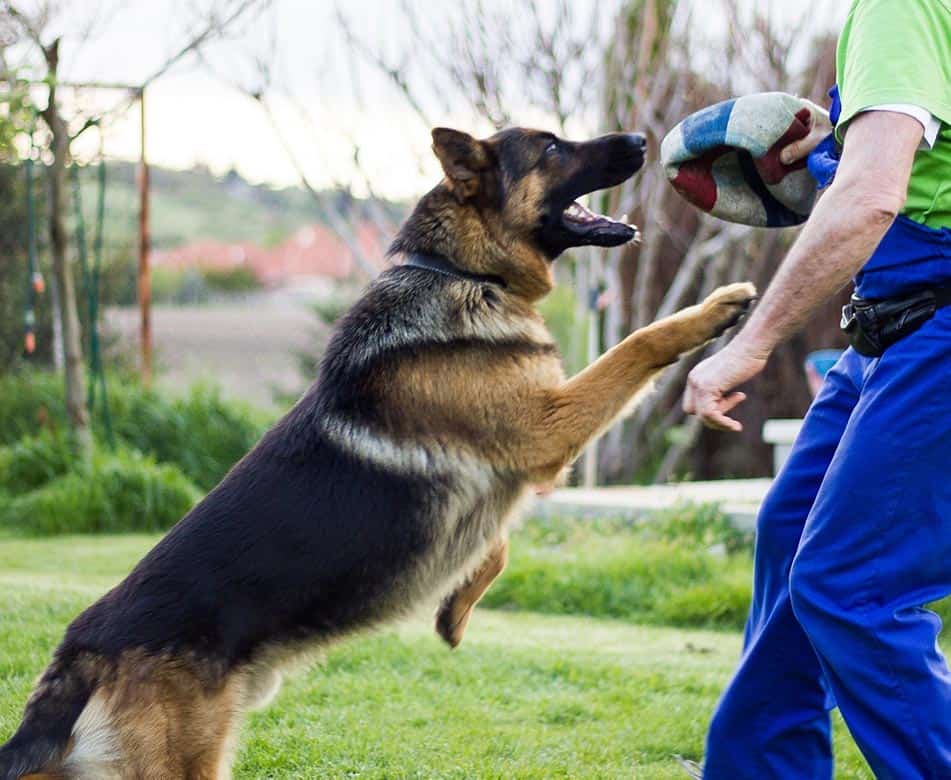 5 Historical Reasons Why German Shepherd Are Police Dogs.
