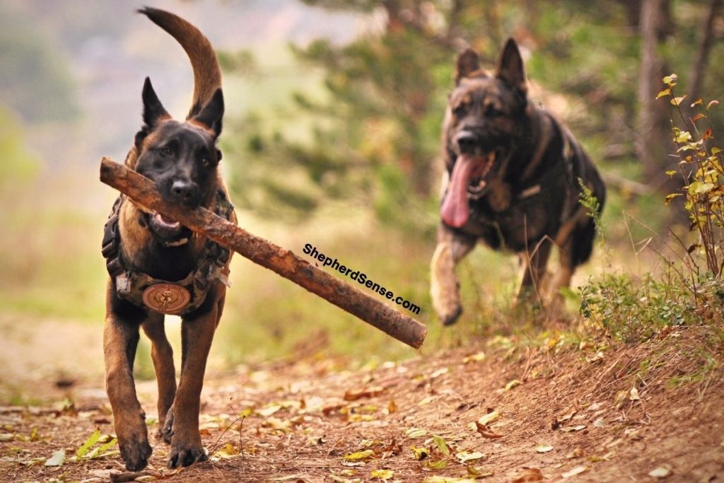 5 Reasons Why Your German Shepherd Attacks Other Dogs (And ...