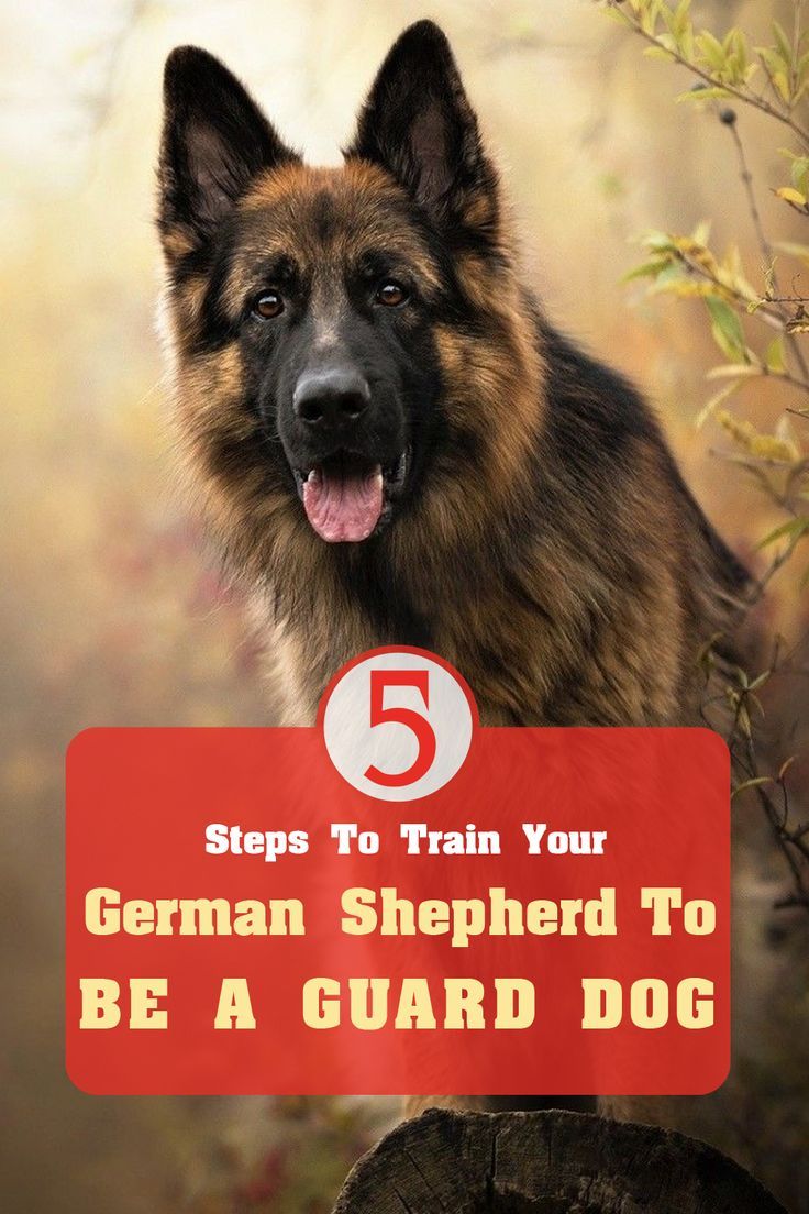 5 Steps To Train Your German Shepherd To Be A Guard Dog ...