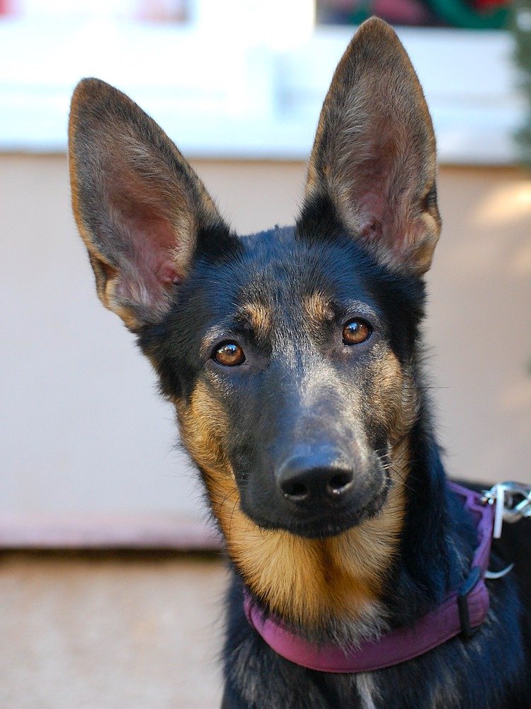 5 Things to Know About German Shepherd Dogs