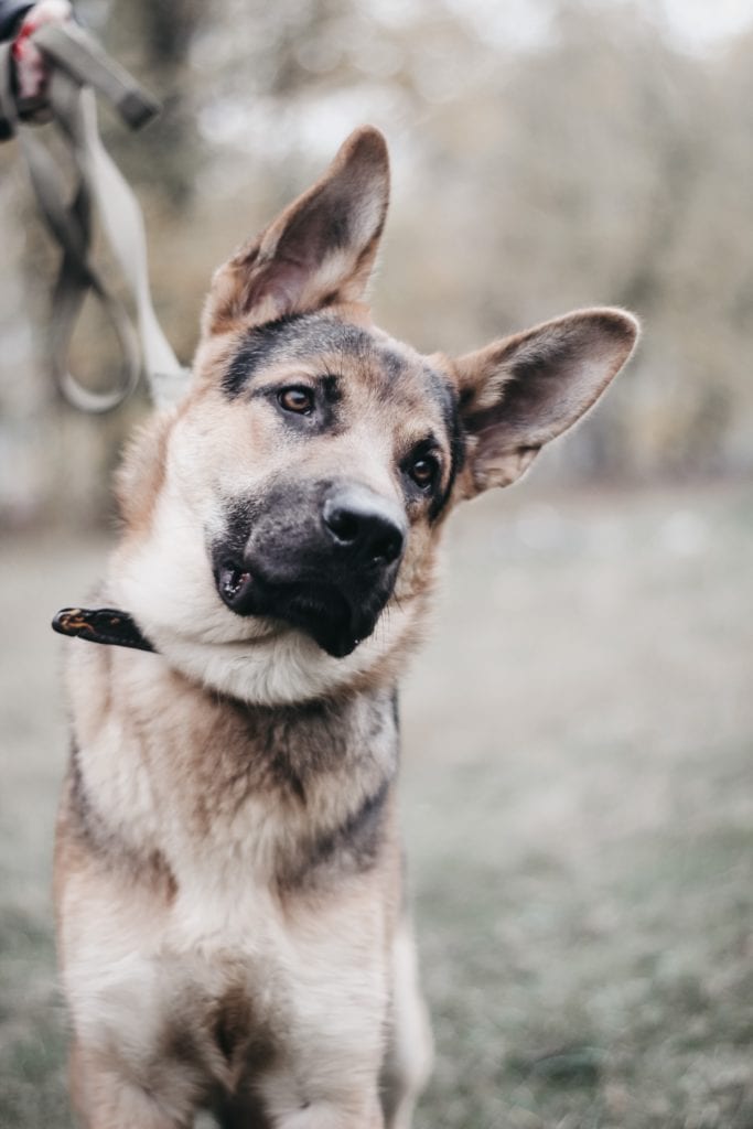 5 Things To Know About German Shepherd Training