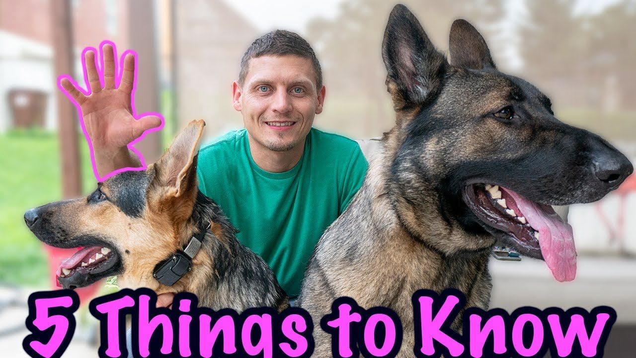 5 Things to Know Before Getting a German Shepherd ...