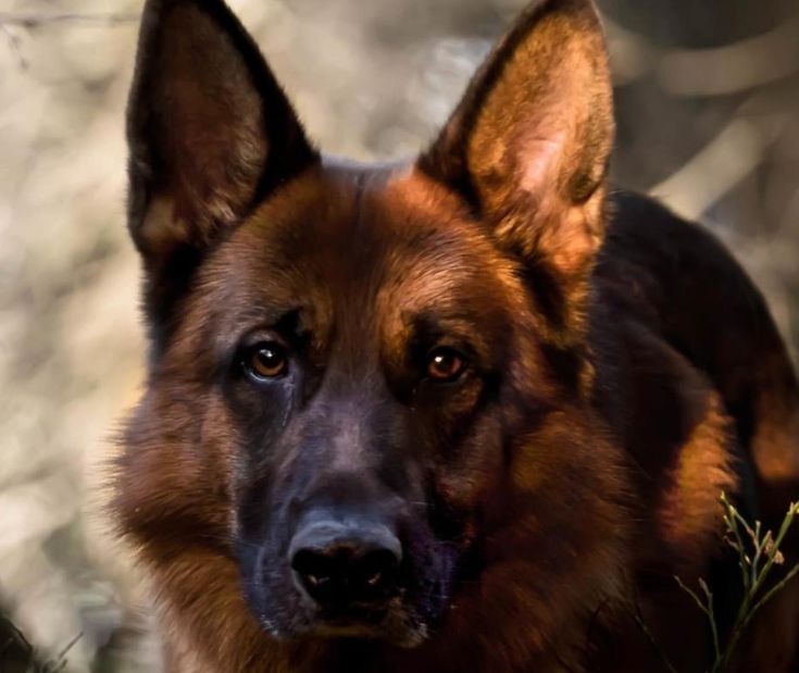 55 Strong Male German Shepherd Dog Names.