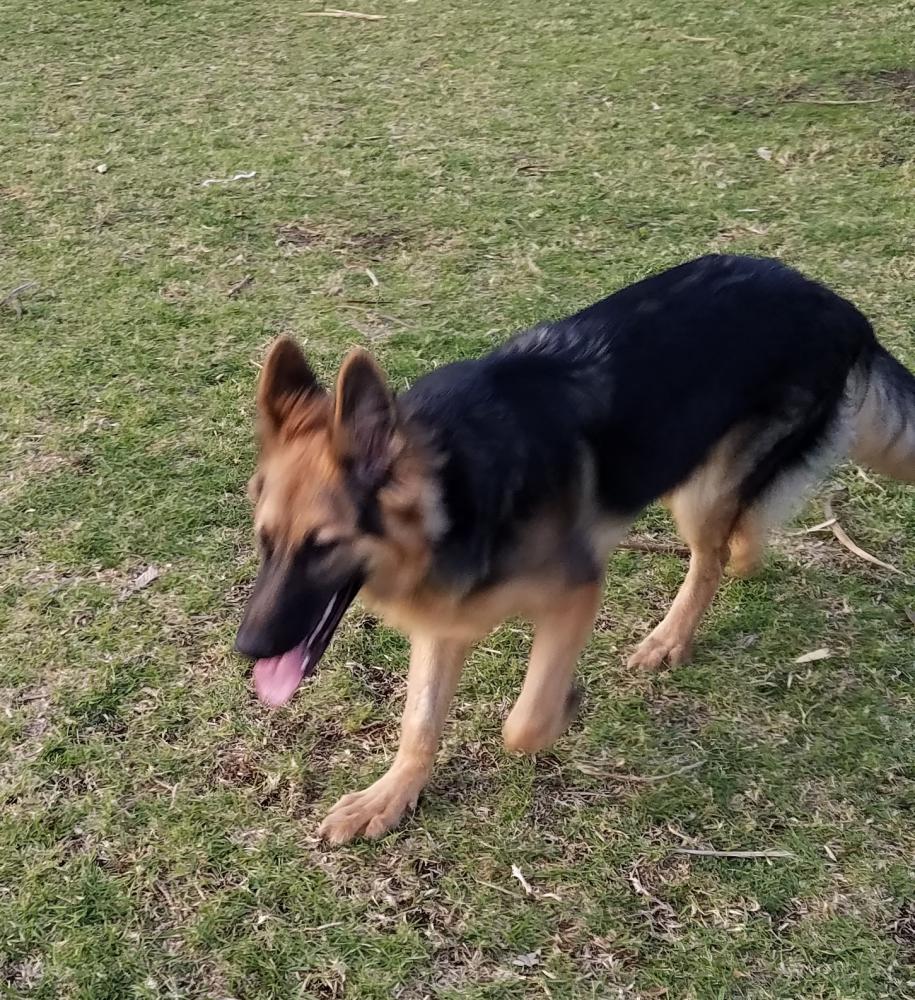 6 month old pup is vomiting during exercise/training