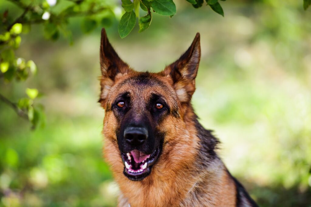 6 Proven Ways To Stop A German Shepherd Jumping