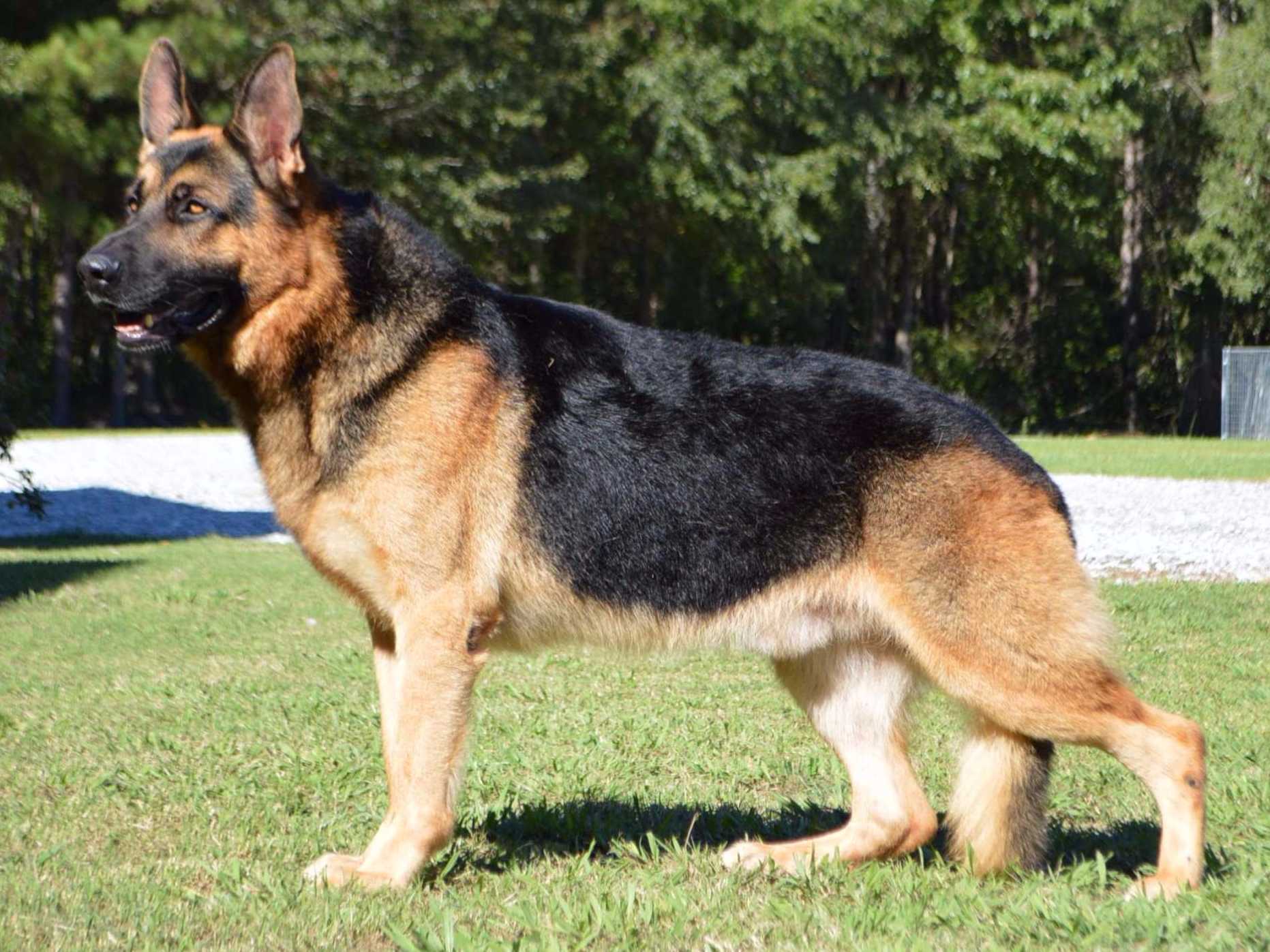 7 Facts About The German Shepherd