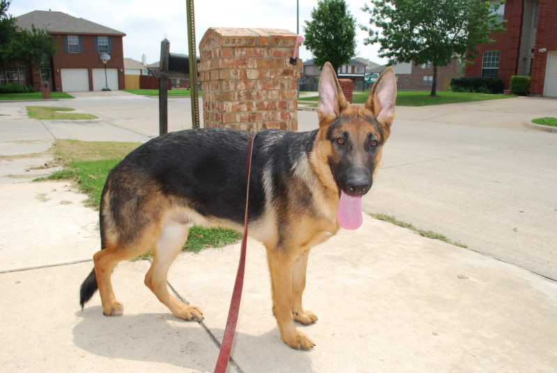 7 Months Old German Shepherd: Size, Weight, Height, Ears ...