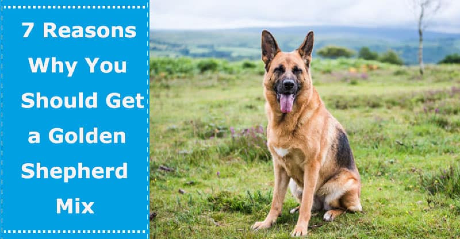 7 Reasons Why You Should Get a German Shepherd And Golden ...