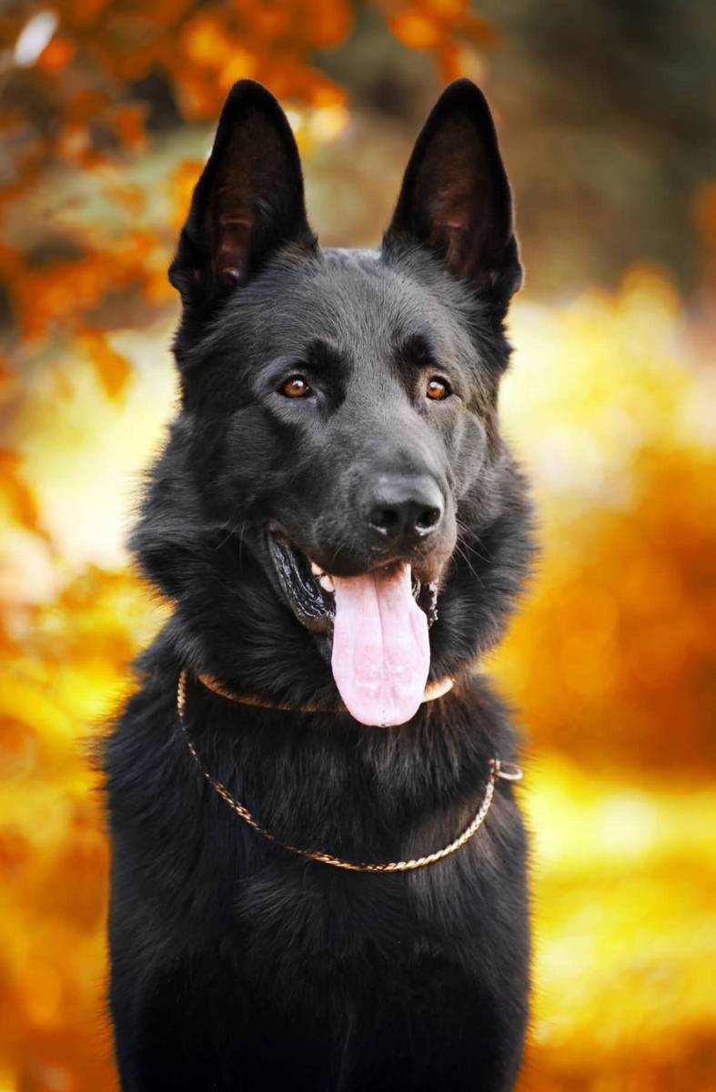 7 Things You Didnt Know About The Black German Shepherd ...