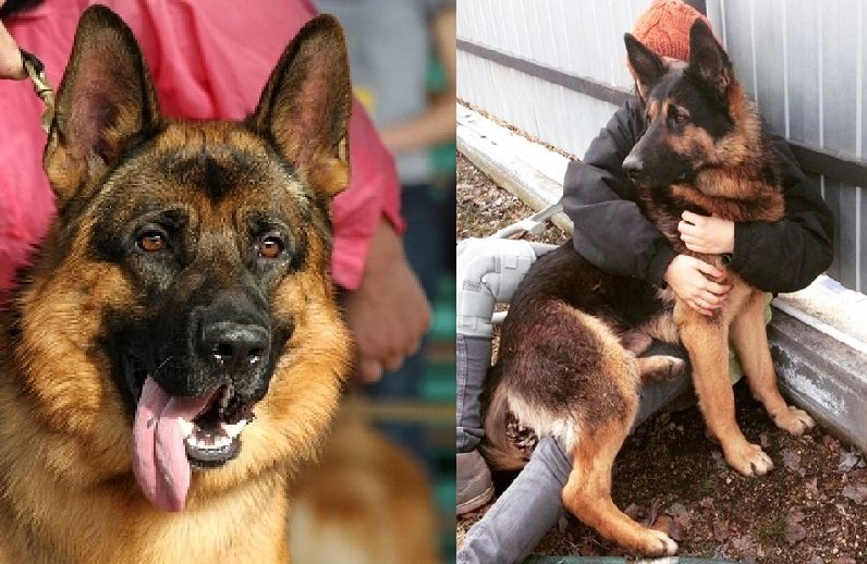 7 Ways to Know if Your German Shepherd is Bonded to You ...
