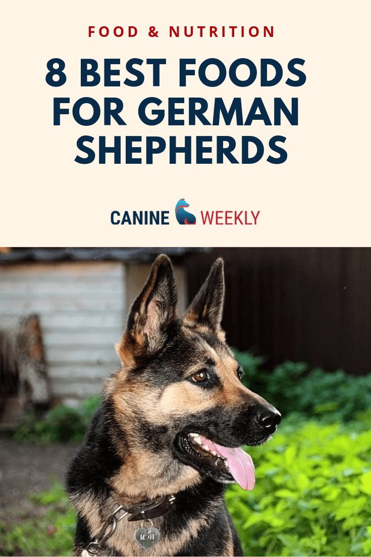 8 Best Dog Food for German Shepherds [2021 Reviews ...