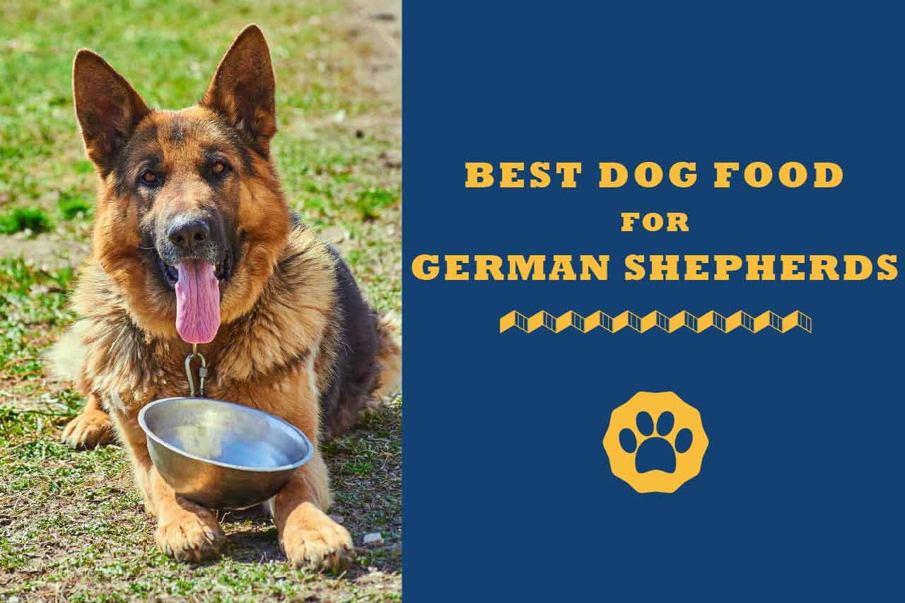 8 Best Dog Foods For German Shepherds In 2021