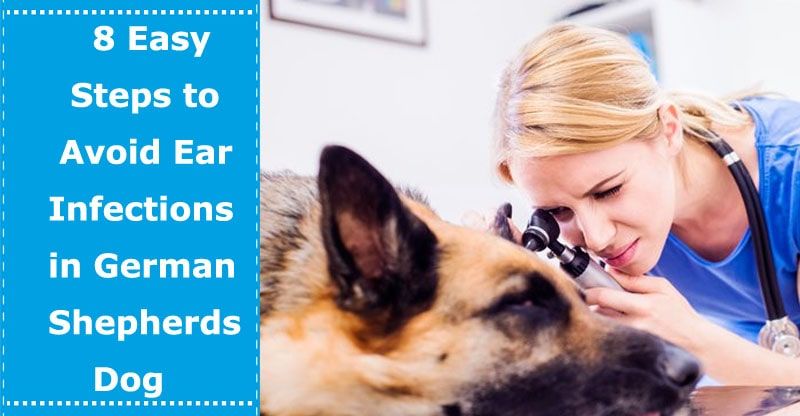 8 Easy Steps to Avoid Ear Infections in German Shepherds ...