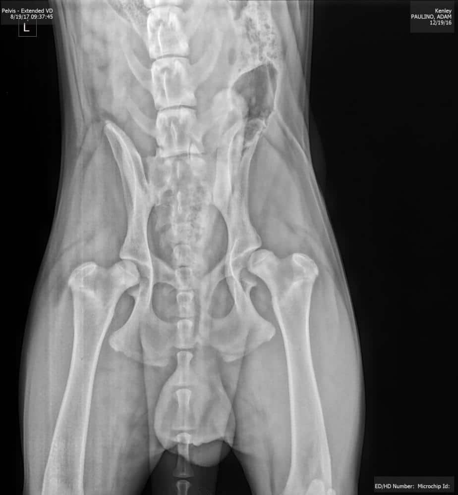8 month old diagnosed with hip dysplasia