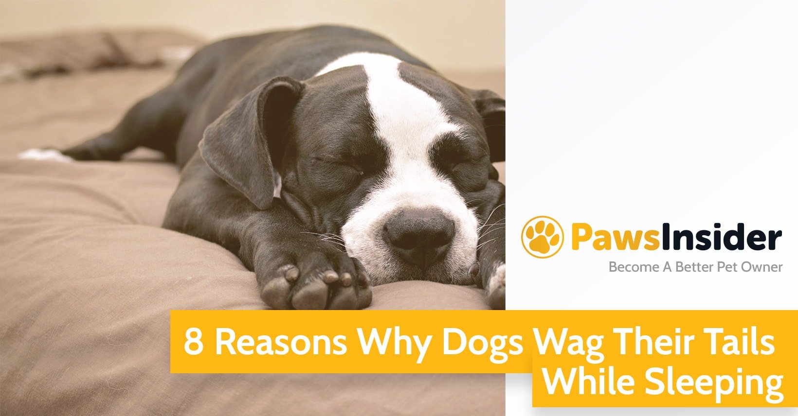 8 Reasons Why Dogs Wag Their Tails While Sleeping // Paws ...