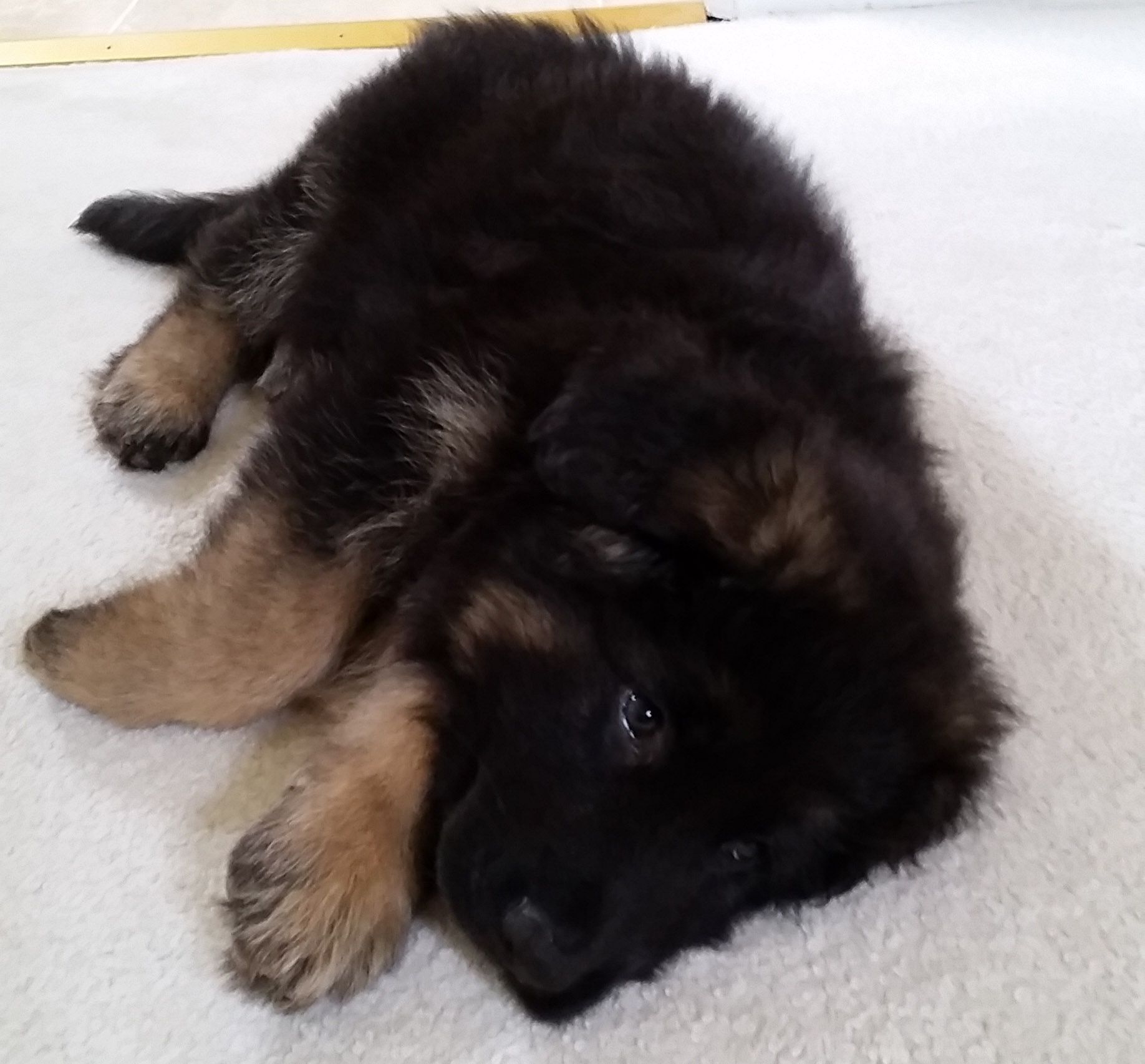 8 week old GSD show line puppy, Oly