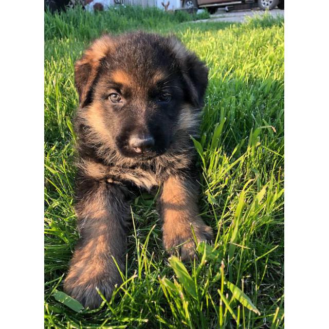 8 week old purebred German Shepherd puppies for sale in Rochester ...