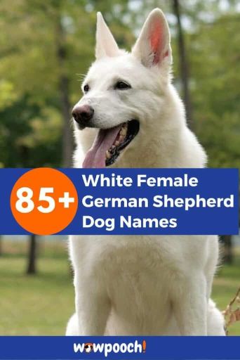 85+ Lovely White Female German Shepherd Dog Names