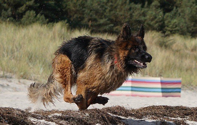 9 German Shepherd Exercise Routines (for Rock