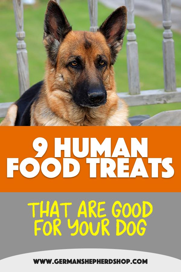 9 Human Food Treats That Are Good For Your Dog