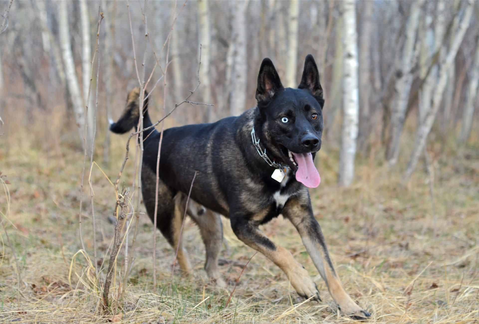 9 Things to Know Before Getting a German Shepherd Husky ...