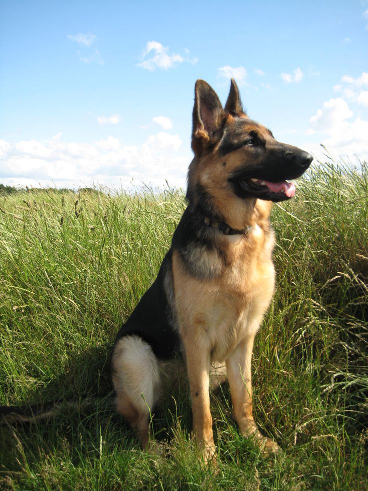 A German shepherd in the field. Looks a lot like our ...