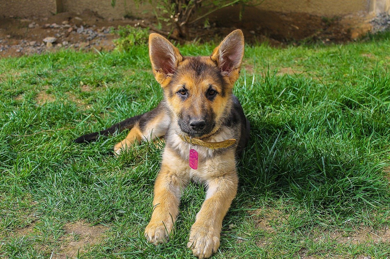 A German Shepherd Is Going To Look Like A Puppy Forever ...