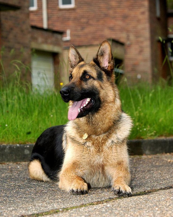A proud noble and loyal German Shepherd the best Dog in the World ...