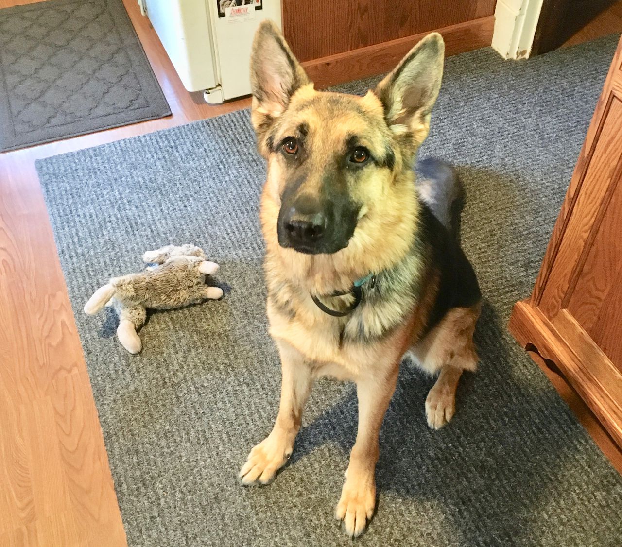 Abandoned German shepherd finds second chance at love and family: Send ...