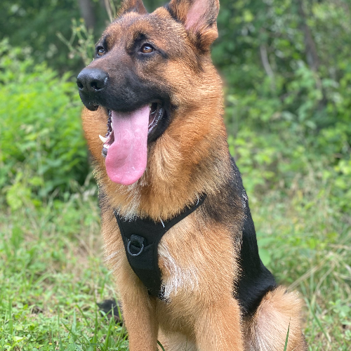 Adopt a German Shepherd puppy near Dallas, TX