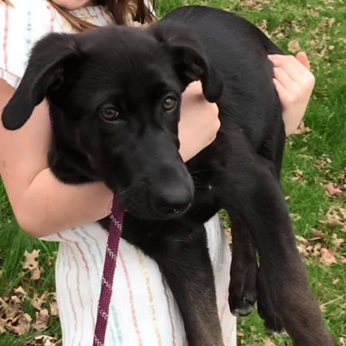 Adopt a German Shepherd puppy near New York, NY
