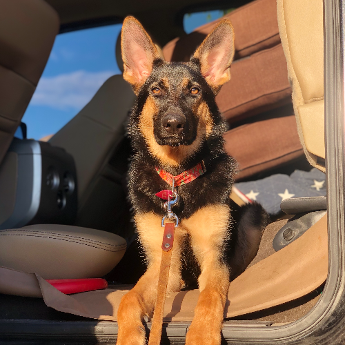 Adopt a German Shepherd puppy near Phoenix, AZ