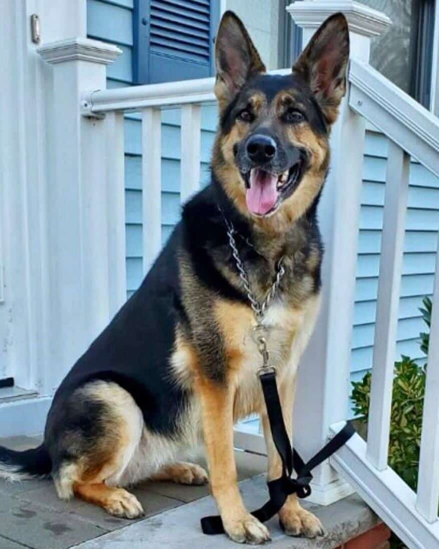 Adopted German shepherd saved ownerâs life when he suffered a stroke ...