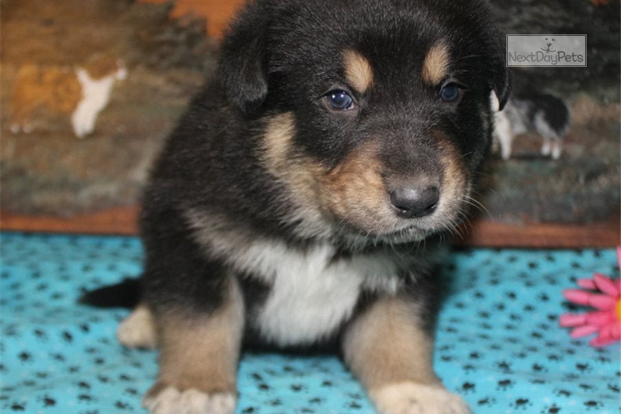 Aero: German Australian Shepherd puppy for sale near ...