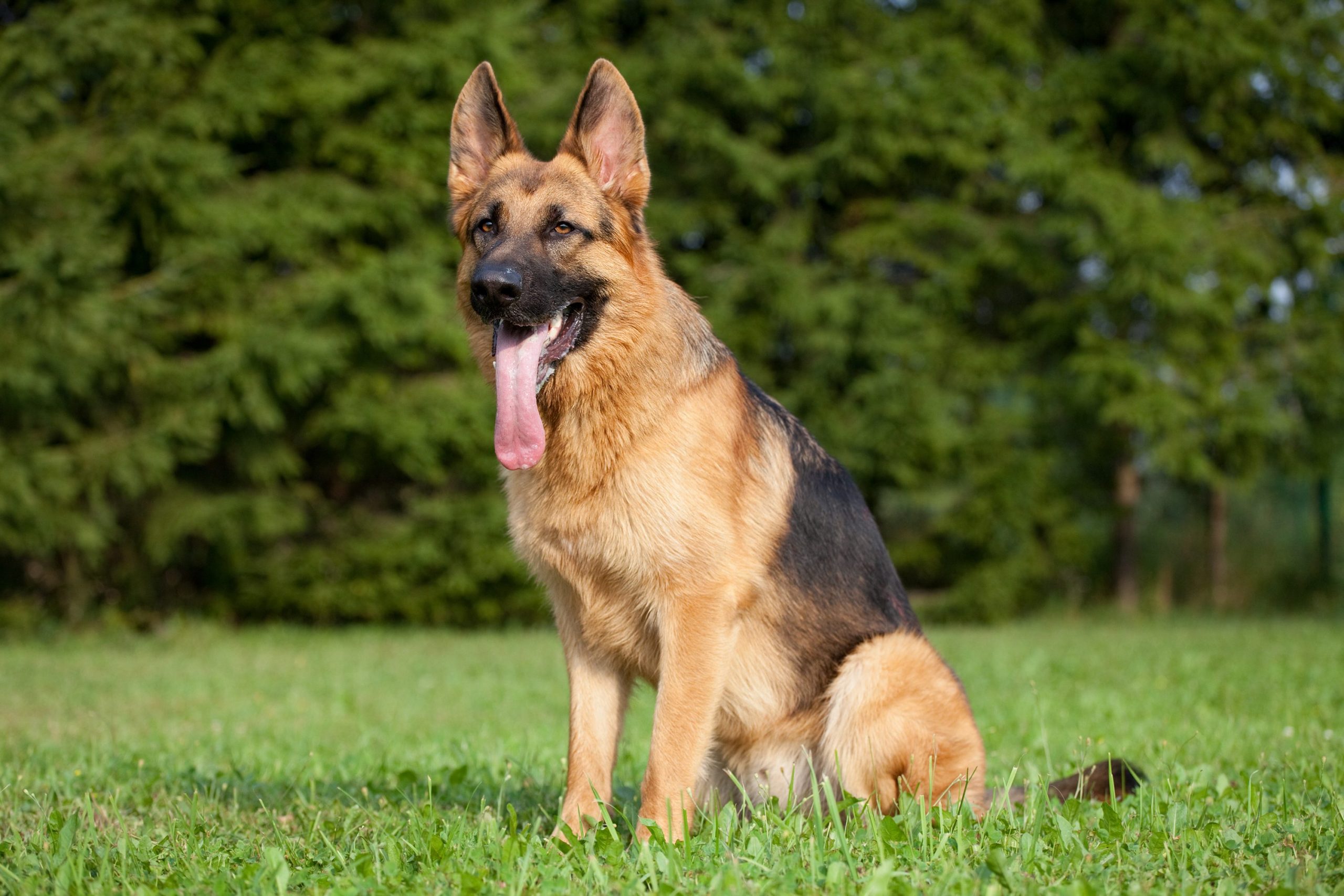 After Surviving a Bullet, This Police Dog Changed the Law ...