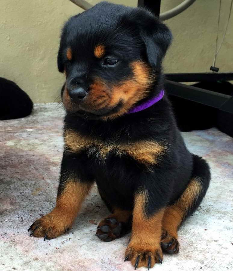 Akc German Rottweiler Puppies For Sale