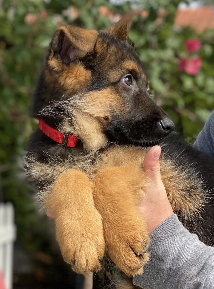 akc german shepherd puppies cost pets and animal galleries