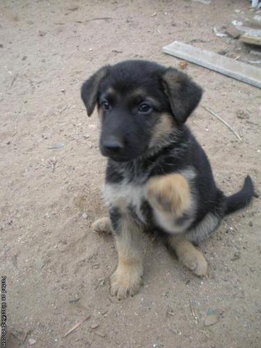AKC German Shepherd Puppies for sale for Sale in Colorado Springs ...