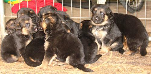 AKC German Shepherd puppies for sale Sarasota / Bradenton area for Sale ...