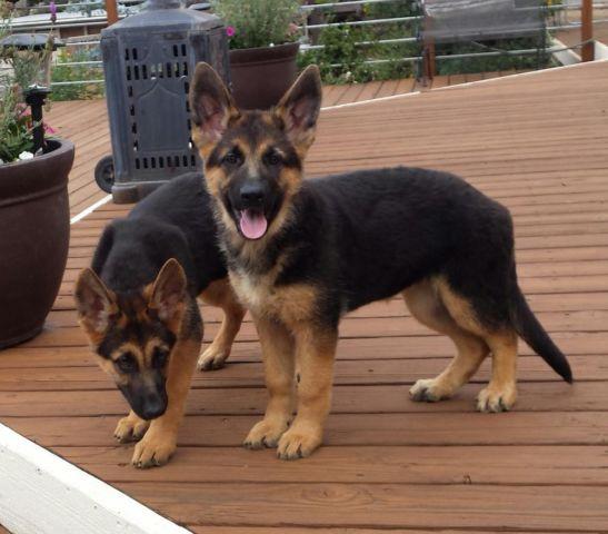 AKC German Shepherd puppies (Liver &  Standard colors) for Sale in ...