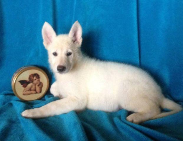 AKC German Shepherd puppies white for Sale in Dallas ...